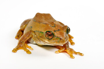 Peacock tree frog // Grüner Waldsteigerfrosch (Leptopelis vermiculatus) - Tanzania