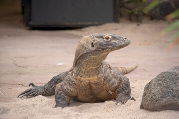 Komodo dragons are large lizards with long tails, strong and agile necks, and sturdy limbs.  Adults are an almost-uniform stone color with distinct, large scales