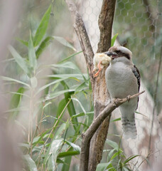 Kookaburras have an off-white head, which is marked by a distinctive dark brown stripe which runs around each eye and along the centre of the head.