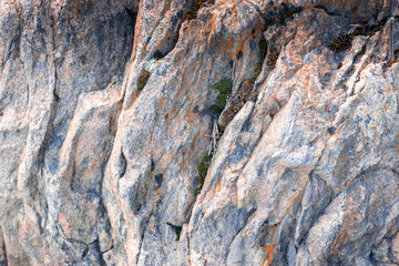 A close-up shot of the surface of a wild stone