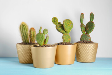 Many different beautiful cacti on light blue wooden table