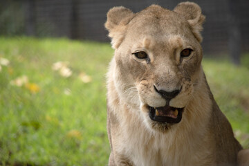 Fototapeta premium Being smaller and lighter than males, lionesses are more agile and faster. During hunting, smaller females chase the prey toward the center of the hunting group