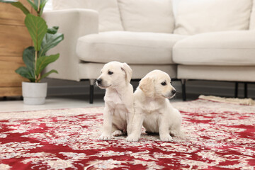 Cute little puppies on carpet indoors. Adorable pets