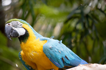 The blue and gold macaws forehead feathers are green. Wing feathers are blue with green tips; underwing coverts and breast are yellow-orange.