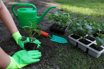 Woman wearing gardening gloves transplanting seedling from plastic container in ground outdoors, closeup