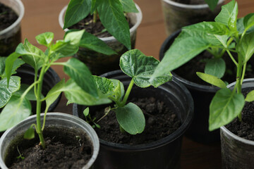 Seedlings growing in plastic containers with soil, closeup