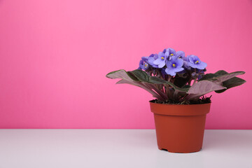 Beautiful potted violet flower on white table against pink background. Space for text