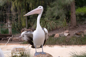 Australian pelicans are one of the largest flying birds. They have a white body and head and black wings. They have a large pink bill.