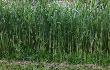 Obraz premium Beautiful view of green reed plants growing outdoors