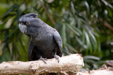 Male Red-tailed Black Cockatoos are black with two vibrant red stripes in the tail. They also have...