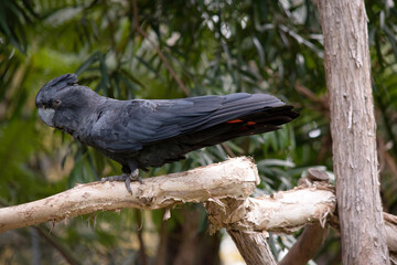 Male Red-tailed Black Cockatoos are black with two vibrant red stripes in the tail. They also have a very full crest and a black bill.