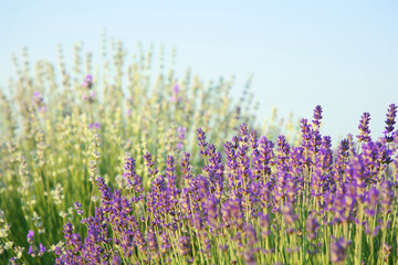 Fototapeta na wymiar Beautiful blooming lavender growing on sunny day, space for text