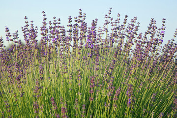 View of beautiful blooming lavender growing outdoors