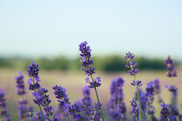 Beautiful blooming lavender growing in field, closeup