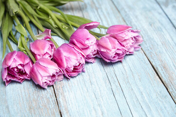 Purple tulips flowers on blue wooden background. Spring flowers. Lovely purple tulip flowers arranged on serene blue wooden surface