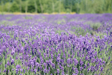 Obraz premium Beautiful view of blooming lavender growing in field