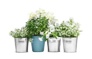 Different beautiful flowers in pots isolated on white