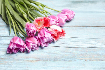 Enchanting view of purple tulip blooms in a closeup shot. Purple tulips flowers on blue wooden background. Spring flowers