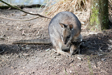The tammar wallaby has a joey in her pouch with its head sticking out