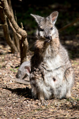 Naklejka premium the female tammar wallaby is mainly grey with tan paws and a white chest