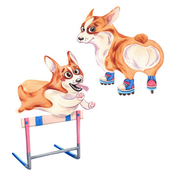 A set of corgi dogs on roller skates and an obstacle runner. Watercolor illustration. Cute and fluffy puppy. Sports games.