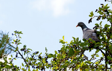 Wood pigeon looking for berries
