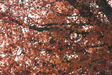 赤く紅葉したモミジの葉　秋のイメージ