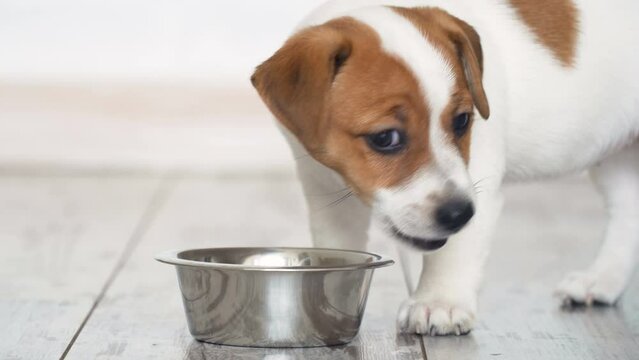 Little puppy eating food from bowl