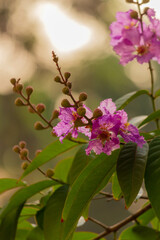 Lagerstroemia speciosa flower, Lagerstroemia speciosa L. Flower in the spring