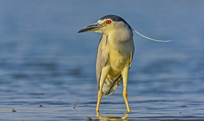Black-crowned Night Heron (Nycticorax nycticorax) is a wetland bird found in suitable habitats in Asia, Europe, America and Africa. It hunts especially at sunset and sunrise.