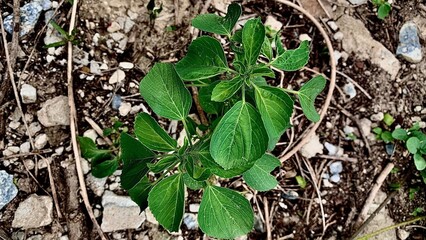 
small flower in the middle of the ground