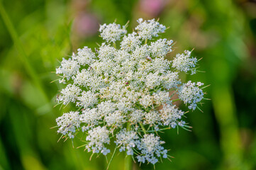 Abstract defocused nature background queen anne's lace