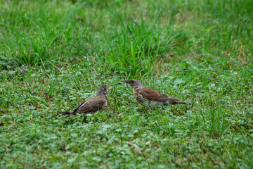 Turdus pilaris. Adult thrush fieldfare feeding chick by mulberry