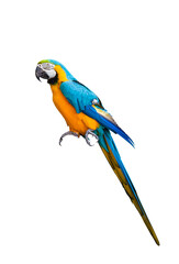 Macaw parrot isolated on transparent background. png file. ara ararauna macaw parrot. clipping path. © Puttachat