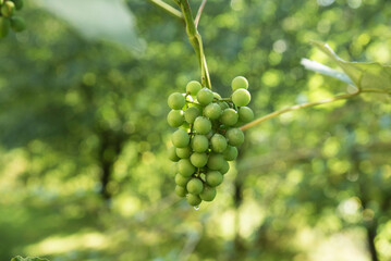 dojrzewające kiście winogron w letnim słońcu.
