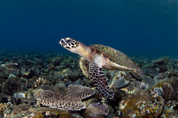 Obraz na płótnie Canvas Hawksbill Sea Turtle - Eretmochelys imbricata. Sea life of Tulamben, Bali, Indonesia. 