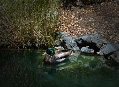 USA California Los Angeles Playa Vista May 8 2023 central park duck near the pond