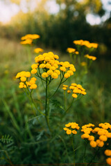 Fototapeta premium Tansy - Tanacetum Vulgare - Is A Perennial, Herbaceous Flowering Plant Of The Aster Family, Native To Temperate Europe And Asia. Common Tansy, Bitter Buttons, Cow Bitter, Or Golden Buttons.