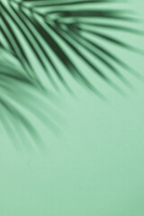 Close up of shadow of palm leaf and copy space on green background