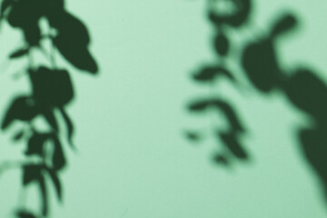 Close up of shadow of plant leaves and copy space on green background