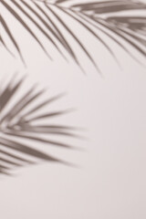 Close up of shadow of palm leaves and copy space on white background