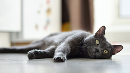 beautiful gray cat with happy muzzle twirls tail while lying on the floor.