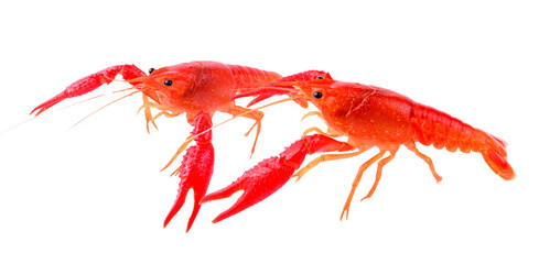 Red crawfish on transparent png