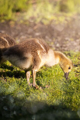 Tiny young fluffy canada goslings on grass in the warm light of sunrise in Germany, Europe