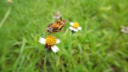 Obraz premium cute little butterfly with wild flower