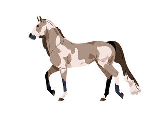 Naklejka na ściany i meble American Paint Pinto horse breed. Stallion profile trotting, walking. Beautiful steed, spotted equine animal with spotty coat, side view. Flat vector illustration isolated on white background
