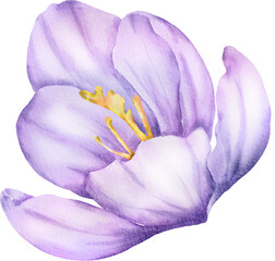 Purple Watercolor Flower illustration