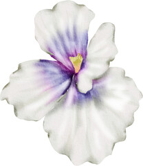 Naklejka premium White Watercolor Flower illustration