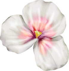Fototapeta na wymiar White Watercolor Flower illustration