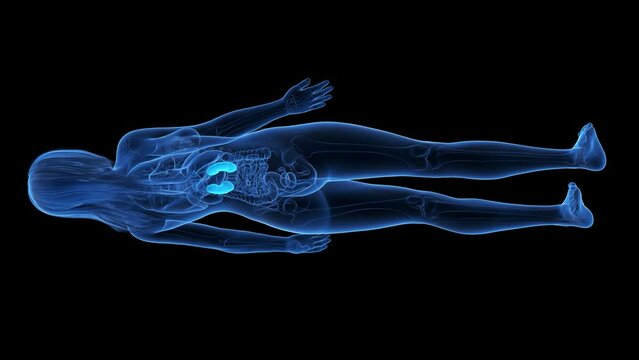 Animation of the structure of a woman's kidneys